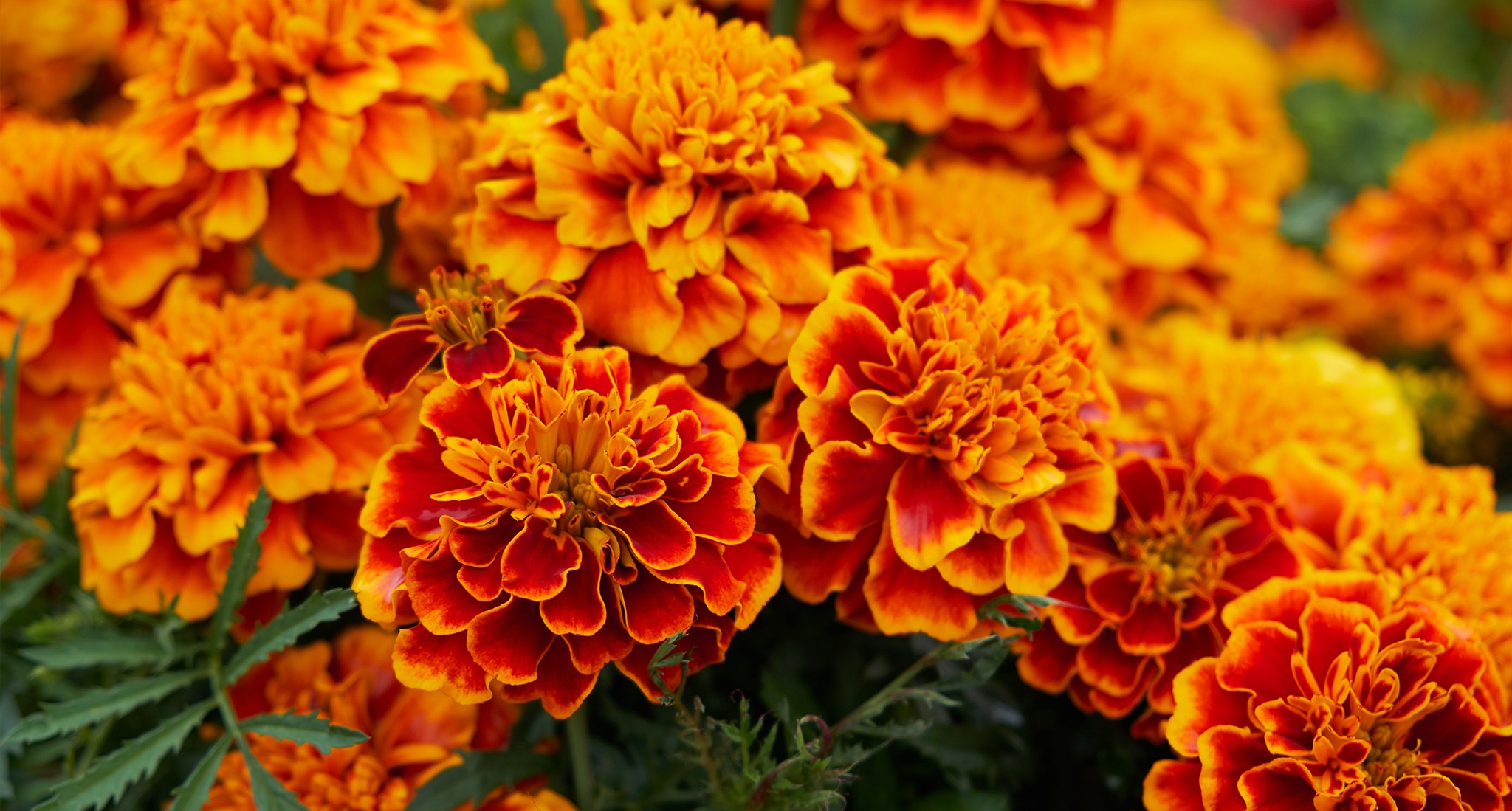 Marigold or Calendula flowers are the source of our products